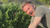 Kini David Beckham punya pesona menarik lain. Di Instagram, ia sering pamer momen berkebun yang membuat dirinya senang. Foto: Instagram davidbeckham