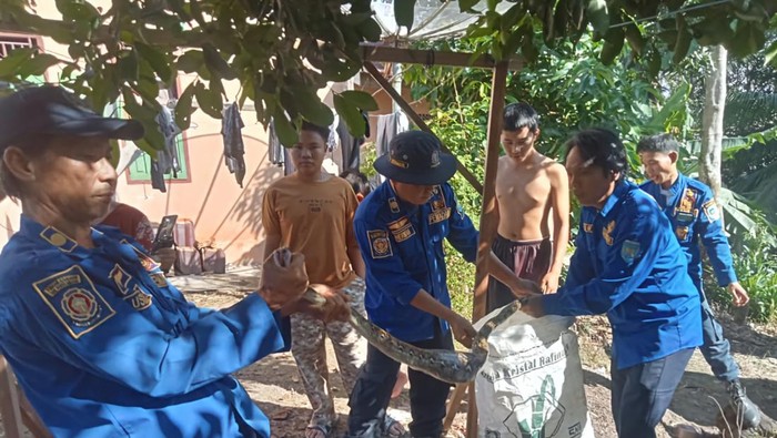 Petugas Damkar evakuasi ular piton sepanjang 2 meter dari pekarangan warga di OKU Selatan