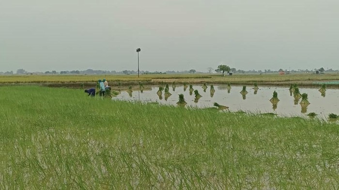Desa Gredek Gresik Perkuat Ketahanan Pangan Usai Panen 65 Ton Padi/Ha