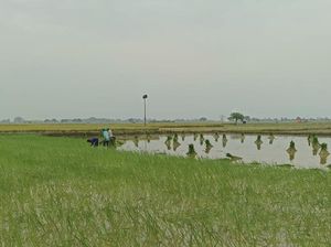 Desa Gredek Gresik Perkuat Ketahanan Pangan Usai Panen 6,5 Ton Padi/Ha