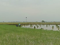 Desa Gredek Gresik Perkuat Ketahanan Pangan Usai Panen 6,5 Ton Padi/Ha