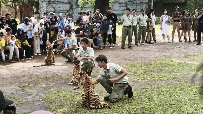 Solo Safari destinasi wisata edukasi satwa favorit dan pusat hiburan keluarga tengah kota Solo di Jawa Tengah tengah bersiap menyambut momen libur sekolah yang paling seru!