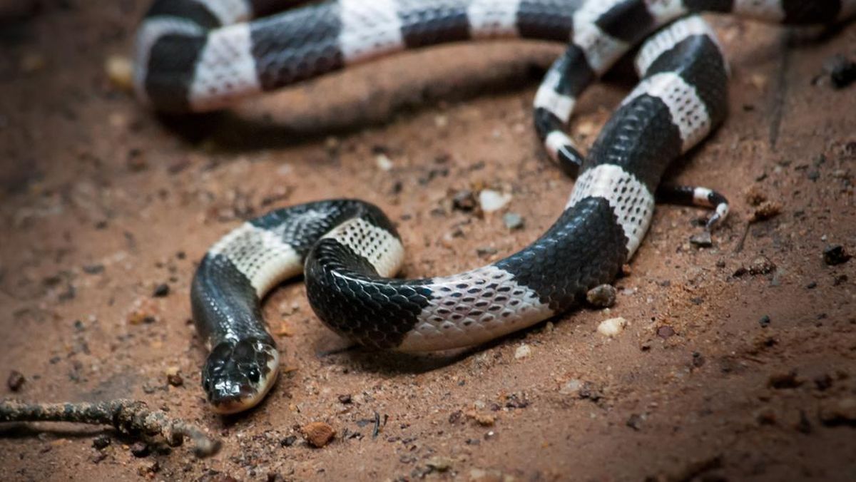 Qorongi nipelli katta kokraklarning fotosuratlari