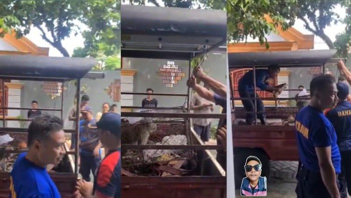 Viral aksi monyet liar di Jember