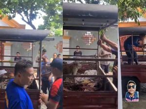 20 Kura-kura Peliharaan Warga Dimakan Monyet Liar yang Masuk Rumah