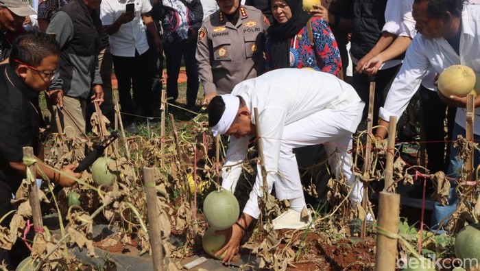 Gubernur Jawa Barat, Dedi Mulyadi saat menghadiri panen melon di Desa Ciawijapura, Kecamatan Susukanlebak, Kabupaten Cirebon.