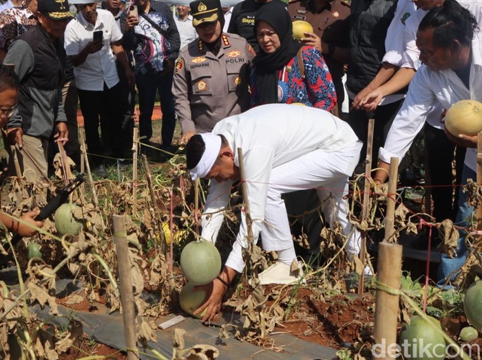 Gubernur Jawa Barat, Dedi Mulyadi saat menghadiri panen melon di Desa Ciawijapura, Kecamatan Susukanlebak, Kabupaten Cirebon.