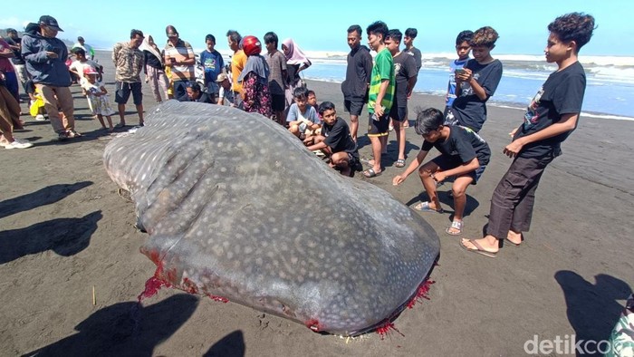 Hiu Tutul 7 Meter Terdampar di Pantai Cilacap Hiu tutul 7 meter terdampar di Pantai Welahan Wetan, Kecamatan Adipala, Kabupaten Cilacap, Kamis (26/6/2025).