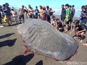 Foto Hiu Tutul Terdampar di Cilacap Saat Masih Utuh Lalu Dagingnya Jadi Rebutan