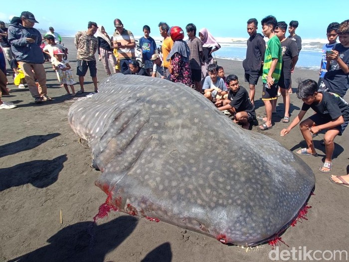 Hiu tutul 7 meter terdampar di Pantai Welahan Wetan, Kecamatan Adipala, Kabupaten Cilacap, Kamis (26/6/2025).