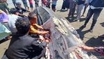 Foto Hiu Tutul Terdampar di Cilacap Saat Masih Utuh Lalu Dagingnya Jadi Rebutan