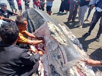 Momen Warga Berebut Daging Hiu Tutul 2,5 Ton Terdampar di Pantai Cilacap