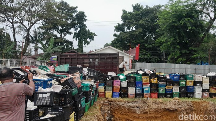 Penampakan 14,6 ton mangga ilegal yang akan dimusnahkan. (Nizar Aldi/detikSumut)