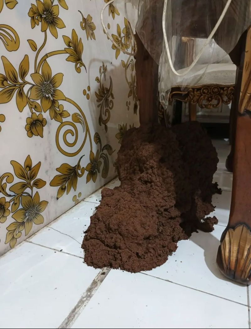 Rayap menyerang lantai
