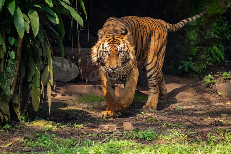 Review Lensa Sony 400-800