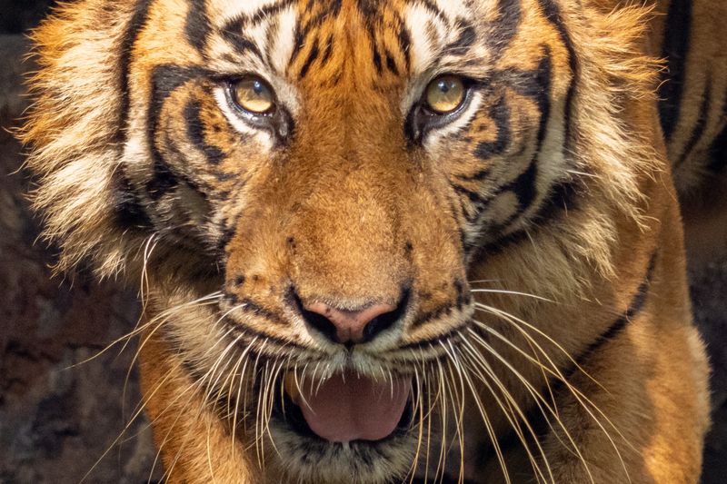 Review Lensa Sony 400-800