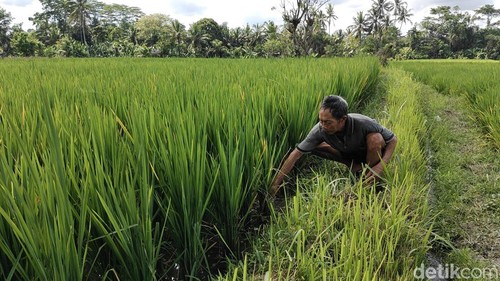 Salah satu petani di Subak Blahkiuh, Badung, Bali, membersihkan tanaman pengganggu di lahan sawah yang terserang tungro, beberapa waktu lalu. (Foto: Agus Eka/detikBali)