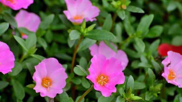 Tanaman bunga pukul 9 atau Portulaca Portulaca, also known as moss rose or purslane, is beautiful flower which is popular for summer flowerbed. Portulaca is especially well-suited for growing in containers on patios and decks, with its fleshy, succulent leaves, red stems, and colorful cactus-like flowers in shades of red, orange, yellow, pink, purple and white. Plants prefer hot, dry, almost desert-like conditions.