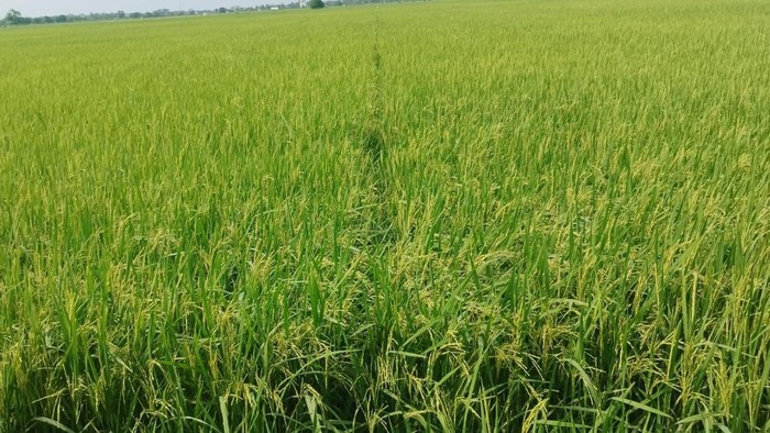 Tanaman padi di Jaya Makmur rata-rata sudah mulai muncul malai/bunga padi. Foto: dokumentasi Warga Desa Jaya Makmur