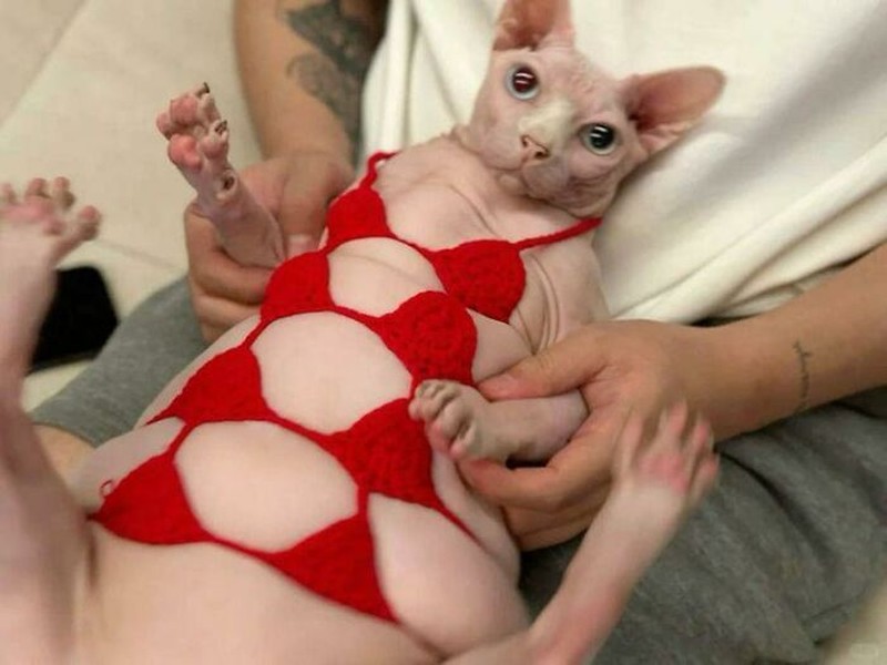 Aksi hewan yang aneh dan menggelikan