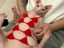 Deretan Aksi Hewan yang Aneh dan Menggelikan