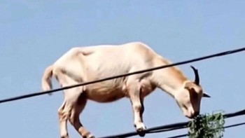 Demi makanan, tiang dan kabel listrik pun dipanjat oleh si kambing. Foto: Bored Panda