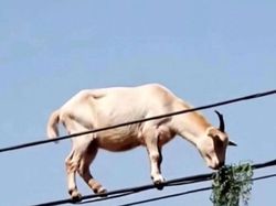 Deretan Aksi Hewan yang Aneh dan Menggelikan