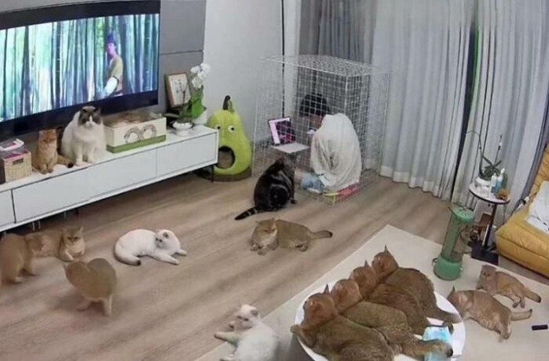 Aksi hewan yang aneh dan menggelikan