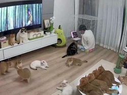 Deretan Aksi Hewan yang Aneh dan Menggelikan