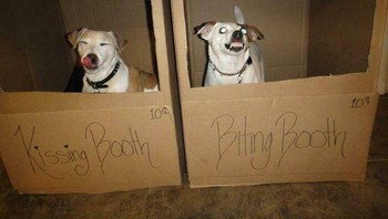 Anjing punya dua mode: menggemaskan dan siap dicium atau siap menggigit orang asing. Foto: Bored Panda