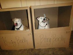 Deretan Aksi Hewan yang Aneh dan Menggelikan