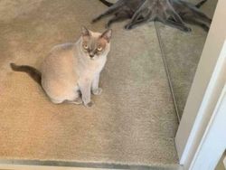 Deretan Aksi Hewan yang Aneh dan Menggelikan