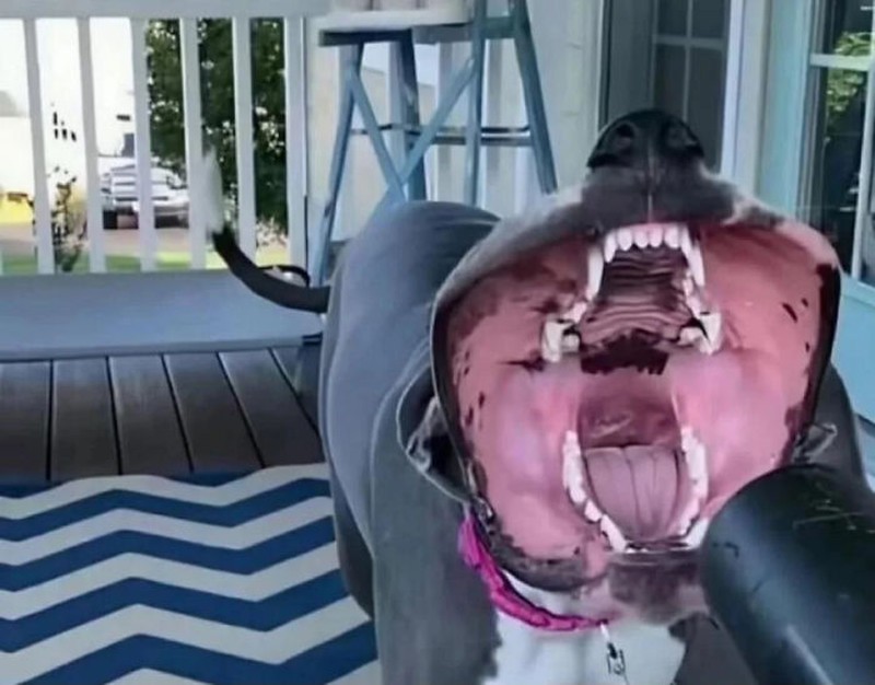 Aksi hewan yang aneh dan menggelikan