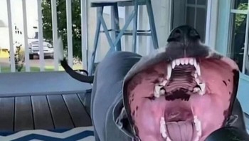 Kirain alien dari film Predator, ternyata cuma anjing yang asyik main dengan mesin peniup daun. Foto: Bored Panda