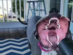 Deretan Aksi Hewan yang Aneh dan Menggelikan