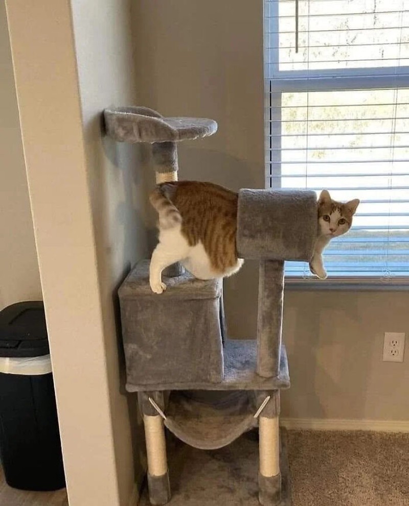 Aksi hewan yang aneh dan menggelikan