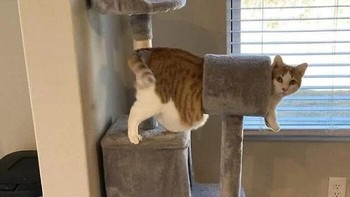 Kucing oren gendut terjebak di cat tower. Foto: Bored Panda