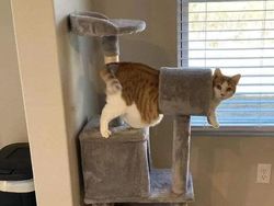 Deretan Aksi Hewan yang Aneh dan Menggelikan