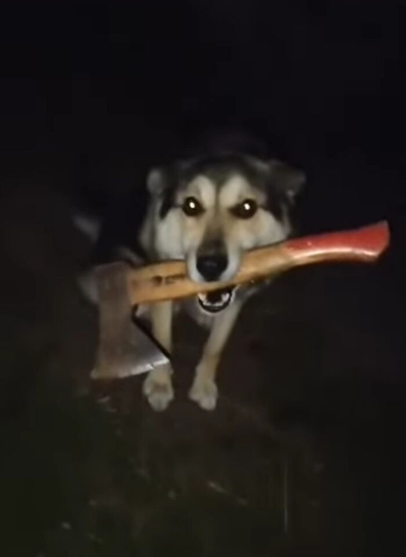 Aksi hewan yang aneh dan menggelikan