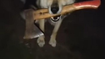 Dikejar anjing saja sudah panik, bagaimana kalau dikejar anjing yang bawa kapak. Foto: Bored Panda