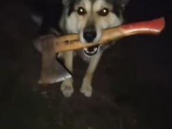 Deretan Aksi Hewan yang Aneh dan Menggelikan