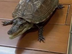 Deretan Aksi Hewan yang Aneh dan Menggelikan