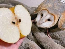 Deretan Aksi Hewan yang Aneh dan Menggelikan