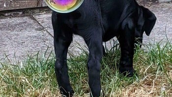 Luar biasa, anjing ini kalau kentut mengeluarkan gelembung sabun. Foto: Bored Panda