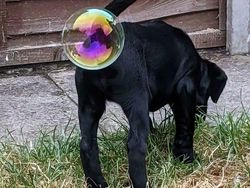 Deretan Aksi Hewan yang Aneh dan Menggelikan