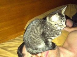 Deretan Aksi Hewan yang Aneh dan Menggelikan