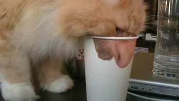 Kucing oren cosplay jadi manusia pakai hidung palsu. Foto: Bored Panda