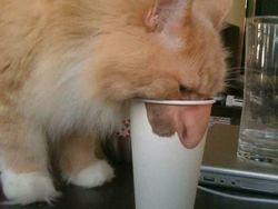 Deretan Aksi Hewan yang Aneh dan Menggelikan