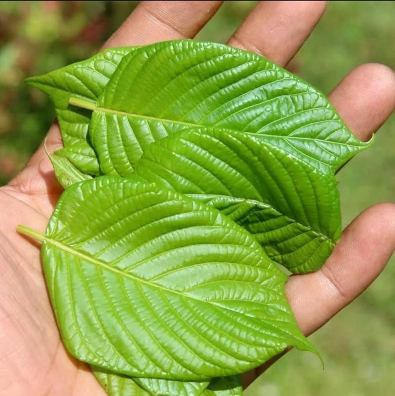 Daun Kratom di Kalimantan Utara. Foto:Oktavian Balang/detikKalimantan