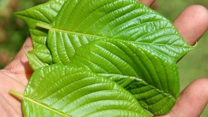 Daun Kratom di Kalimantan Utara. Foto:Oktavian Balang/detikKalimantan